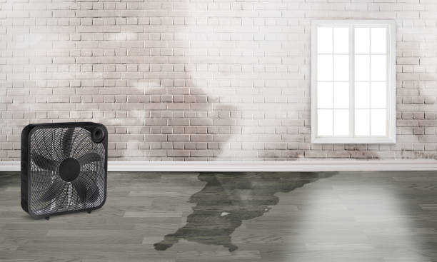Best Water damage restoration near me  in Citronelle, AL