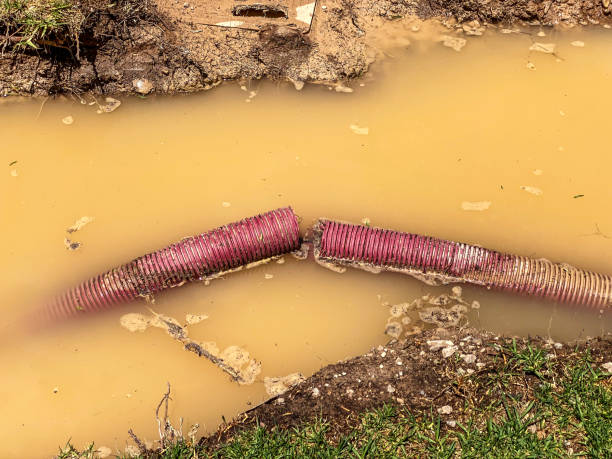 Best Mold removal after water damage  in Citronelle, AL